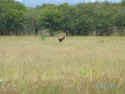 pict0059.jpg (39463 bytes)