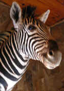 zebra.jpg (77254 bytes)