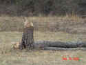 dsc00737.jpg (81813 bytes)